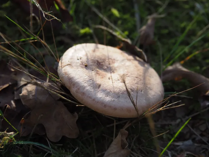 Vagevuurbos en Lippensgoed-Bulskampveld (België)